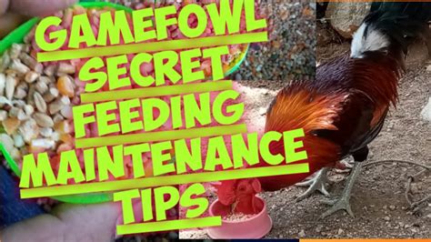 Feeding Gamefowl: Everything You Need to Know.